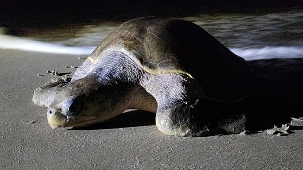 UN RITUAL ANCESTRAL DE VIDA Y CONSERVACIÓN: LAS TORTUGAS LLEGAN MASIVAMENTE A NICARAGUA